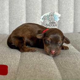 Red Collar - Red male Dachshund puppy in Cheyenne, Wyoming from Golden Badger Kennels