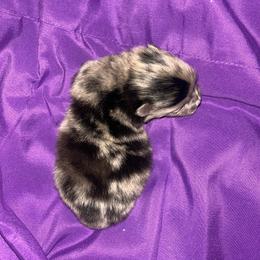 Bluey - Blue merle male Pomeranian puppy in Somerset, Kentucky from Perez Pomeranians