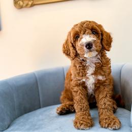 Andy - Red  male Goldendoodle puppy in Lakeland, Florida from Rolling Oak Doodles