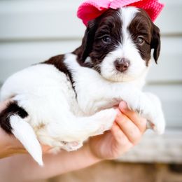Berry - Brown and white female Sheepadoodle puppy in Marion, Ohio from Doodles & Doxies