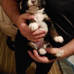 Bernedoodle Puppies from Kiya's Bernedoodles