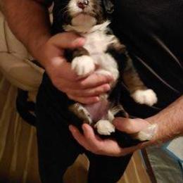 Bernedoodle Puppies from Kiya's Bernedoodles