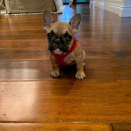 French Bulldog Puppies from Elite Bullies Miami