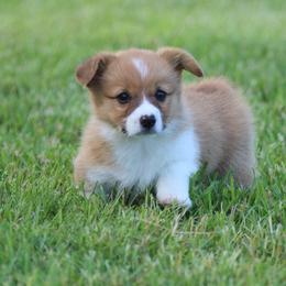 Girl 1 - Sable and white female American Corgi puppy in Scio, Oregon from Abundant Joy Corgis