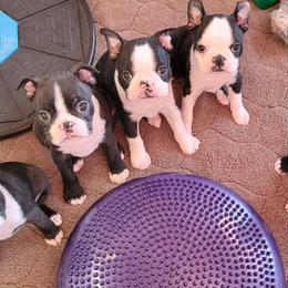 Boston Terrier Puppies from Tre Run Bostons