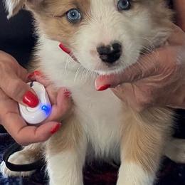 Sable Merle - Sable merle male Border Collie puppy in Apple Valley, California from Flying S Ranch Border Collies