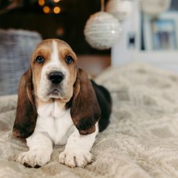 Basset Hound and Dalmatian Puppies from Lazy B Bassets and Dalmatians
