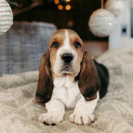 Basset Hound and Dalmatian Puppies from Lazy B Bassets and Dalmatians