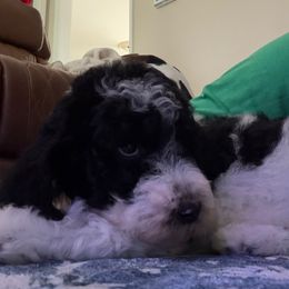 Bindi - Parti female Poodle puppy in Bremen, Georgia from Kelley’s Poodle Patch