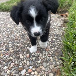 Stripe - Black & white male Toy Australian Shepherd puppy in Houston, Texas from Toy Aussies of Kingwood