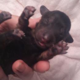 DBs Leni - Blue and cream female Dachshund puppy in Summerfield, Florida from D & B Ranchette