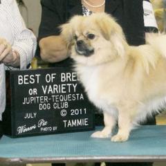 Tibetan Spaniels from Azamora Tibetan Spaniels