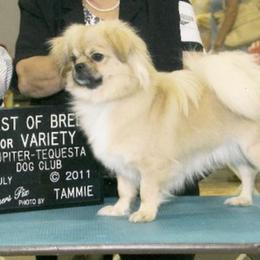 Tibetan Spaniels from Azamora Tibetan Spaniels