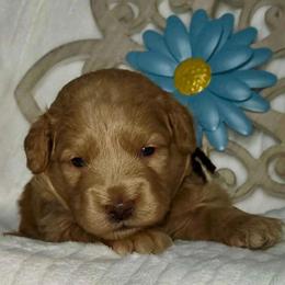 Spider - Red  male Goldendoodle puppy in Beecher, Illinois from Erica’s Doodles