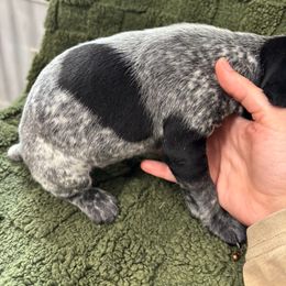 German Shorthaired Pointer Puppies from Golden pointers