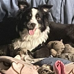 Leroy - Miniature American Shepherd