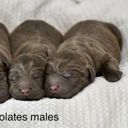 Boy 3 - Chocolate male Labrador Retriever puppy in Mississippi from Sure Shot English Labs