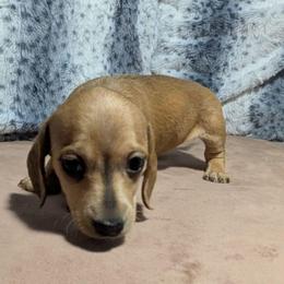 3 - Autumn Winds - Cream female Dachshund puppy in Central Point, Oregon from MRS Long Dog Ranch