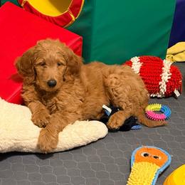 April - orange collar - Red  female Goldendoodle puppy in Puyallup, Washington from Dawnie’s Doodles