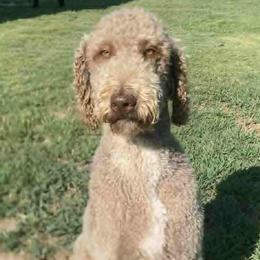 Luna - Labradoodle