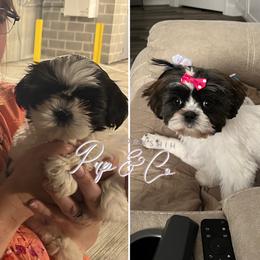 Shih Tzu and Yorkshire Terrier All Grown Up from YorkShih Pup & Co