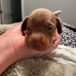 Max - Chocolate Dachshund puppy in Lincoln, California from Cali Dachshunds