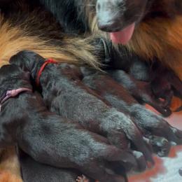 Boy 1 - Black male German Shepherd puppy in Bushnell, Florida from Central Florida Shepherds