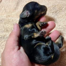 Luigi - Black and tan male Dachshund puppy in El Dorado, Arkansas from LovelylilDoxies
