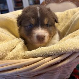 Joey - Red tri-color male Australian Shepherd puppy in Esparto, California from Cutting Up Ranch  Australian Shepherds