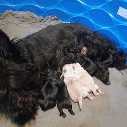 Blk Female 2 - Black female Scottish Terrier puppy in Smiths Grove, Kentucky from Moore's We Little Farm AKC Scotties