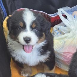 Miniature American Shepherd Puppies from All About Me Miniature American Shepherds