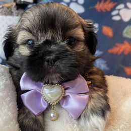 Muffin - Red female Shih Tzu puppy in Hemet, California from Aloha Shih Tzu