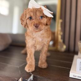 Cadence pink collar - Red  female Goldendoodle puppy in Queen Creek, Arizona from Sunny Doodles
