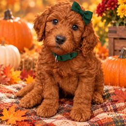 Dark Green - Red female Irish Doodle puppy in Madison, Wisconsin from Morningside Doodles