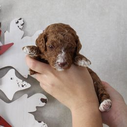 Max - Red  male Goldendoodle puppy in Warsaw, Ohio from Lovabledoodles