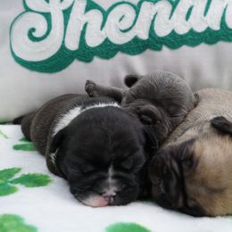 French Bulldog Puppies from Busy Bee French Bulldogs
