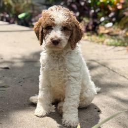 Peach - Parti female Goldendoodle puppy in Macclenny, Florida from Baker County Goldendoodles