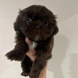 Big Red - Red male Shih Tzu puppy in Marion, Texas from Hand Raised Shih Tzu’s