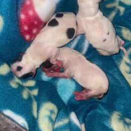 Chihuahua Puppies from Gotchihuahuas