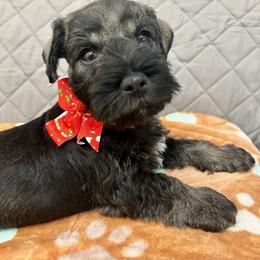 Miniature Schnauzer Puppies from NM Schnauzer Minis