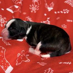 Aura - Fawn sable male Lowchen puppy in Kutztown, Pennsylvania from Rainfall Löwchen
