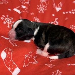 Aura - Fawn sable male Lowchen puppy in Kutztown, Pennsylvania from Rainfall Löwchen