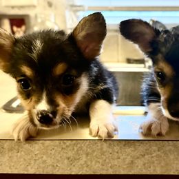American Corgi Puppies from 5H Corgis