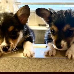 American Corgi Puppies from 5H Corgis