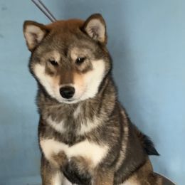 Mimi - Shiba Inu