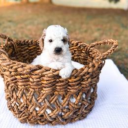 Blessing - Parti male Goldendoodle puppy in Russell Springs, Kentucky from Milk & Honey Doodles