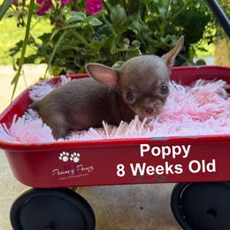 AKC Poppy - Chocolate and white female Chihuahua puppy in Columbus, Nebraska from Prancy Pawz