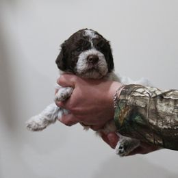 Lagotto Romagnolo Puppies from Royal and Loyal Lagotto Romagnolo