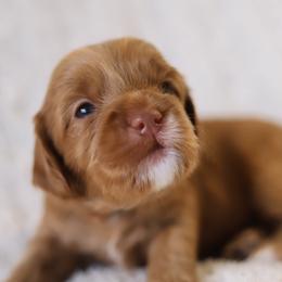 Nilla - Australian Labradoodle