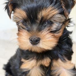 Onyx - Black and gold male Yorkshire Terrier puppy in Palmdale, California from Pucci Pawfect
